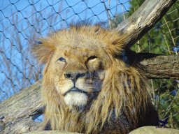 Tiergarten Schönbrunn am 27.01.2026